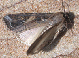 Fall Armyworm